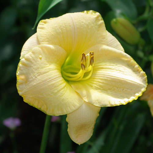 Hemerocallis Collective Immortality